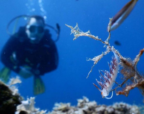 Scuba Diving